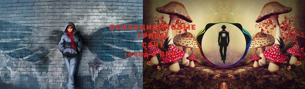 гашик Арсеньев